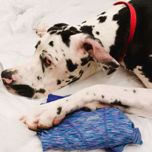 Adorable Workout Pants.. ~ Kipper Approves ~